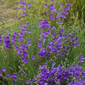ペンステモン エレクトリックブルー Penstemon Heterophyllus Electric Blue 天空のバラ園 無農薬バラ苗 花苗 クレマチス ハーブ産直販売 ペンステモン エレクトリックブルー Penstemon Heterophyllus Electric Blue 天空のバラ園 無農薬バラ苗 花苗 クレマチス ハーブ産直販売
