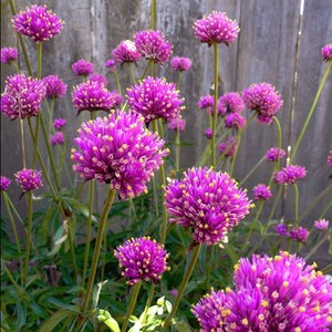 センニチコウ ファイヤーワークス Gomphrena Fireworks 天空のバラ園 無農薬バラ苗 花苗 クレマチス ハーブ産直販売