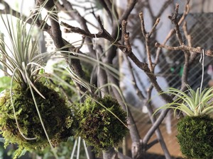 エアプランツの苔玉仕立