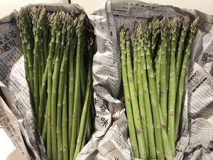 生食アスパラ L サイズ 500g(約25本~40本)