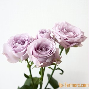 市場直送便 ｆｉｎｅｒｏｓｅ 10本 Spバラ 品種名 スターリングセンセーション Jp Farmers Com