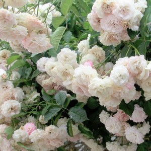 ピンク プロスペリティ 天空のバラ園 無農薬バラ苗 花苗 クレマチス ハーブ産直販売