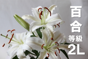 配送 ２lオリエンタルリリー本 コロナ支援 訳ありドットコム