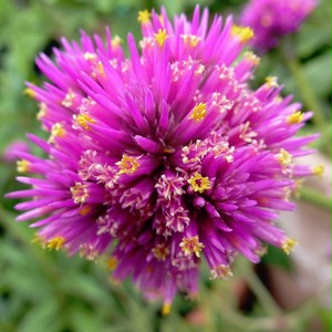 センニチコウ ファイヤーワークス Gomphrena Fireworks 天空のバラ園 無農薬バラ苗 花苗 クレマチス ハーブ産直販売