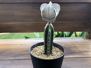 Astrophytum Myriostigma Onzuka 恩塚ランポー玉 サボテン 接木 Plants Maru ー 多肉植物 サボテン 園芸グッズのお店 ー