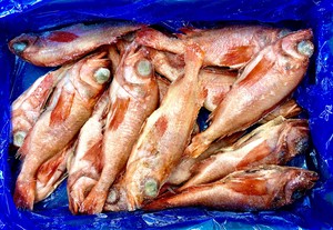 新春感謝セール 0071 業務用 宮城県産冷凍尾頭付メヌケ 赤魚 １５尾入 ウロコ内臓処理済み 訳ありドットコム
