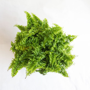 スコッチモス Mondrian Colors At 1011 アトリエ テンイレブン