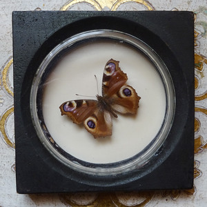 チェコ 蝶の標本 Czechvintageselectshopsaxana サクサナ