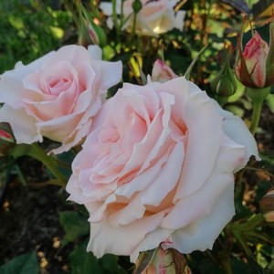 ブライダル ピンク 天空のバラ園 無農薬バラ苗 花苗 クレマチス ハーブ産直販売