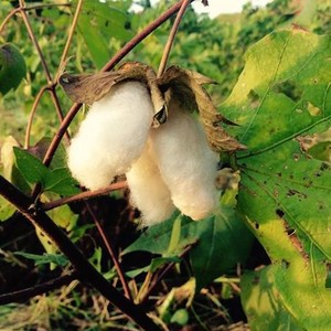 和綿の実綿　100g