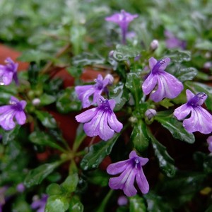 アジュガ ピグメア ヒメキランソウ Ajuga Pygmaea 天空のバラ園 無農薬バラ苗 花苗 クレマチス ハーブ産直販売