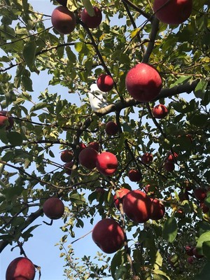11 22 日 14時50分 青森県平川市で約100年の歴史を持つ農家さんにてオンラインりんご収穫ツアー ミッケ