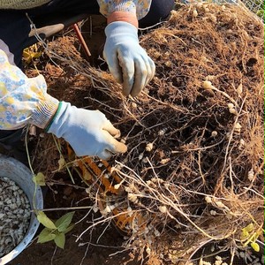 お正月の縁起物 自家栽培の長老喜 ちょろぎ の梅酢漬 つけものや徳丸