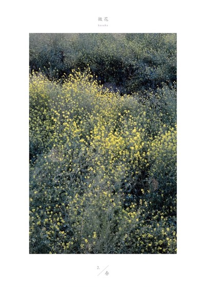 季節を感じる、何気ない植物の図鑑「微花」。どこかに生えていたあの花々の写真