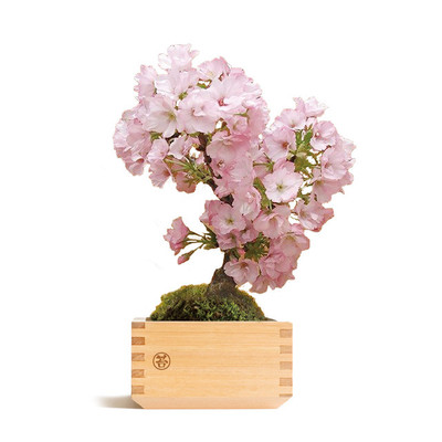グッドデザイン賞受賞 苔玉と木枡を組み合わせた新しいスタイルのミニ盆栽 自らの力で桜を咲かせてみませんか Base Mag