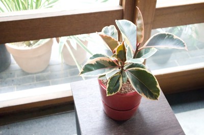 くるみどりの記事 Base Mag