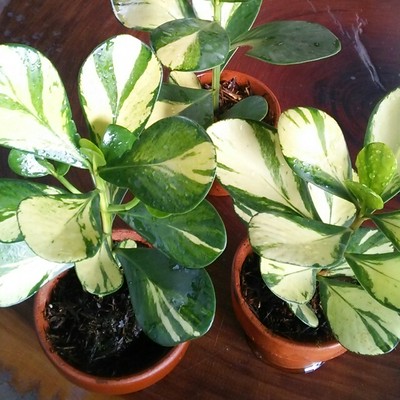 お仕事おつかれさま 私 ーー 日頃の勤労を感謝して 斑入り葉に癒されるクルシアはいかがですか Base Mag