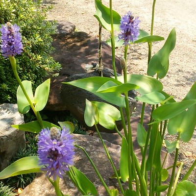 夏 青い花が涼しげに立つ 美しい水草 ポンテデリア Base Mag