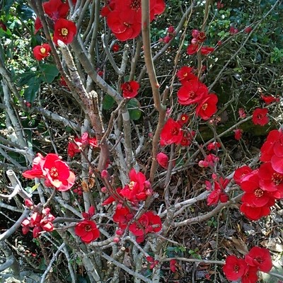 もうボケだなんて呼ばないで 赤が印象的な花を咲かせる木瓜 黒潮 Base Mag