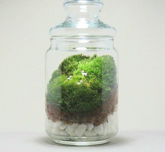 無機質な都会の暮らしに植物を お手入れかんたん 苔のテラリウム Base Mag