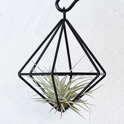 吊り下げエアプランツ そのチランジアイオナンタ Base Mag