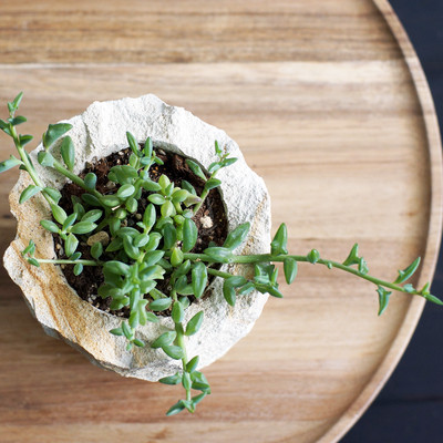 春にオススメ 多肉植物ドルフィンネックレス Base Mag