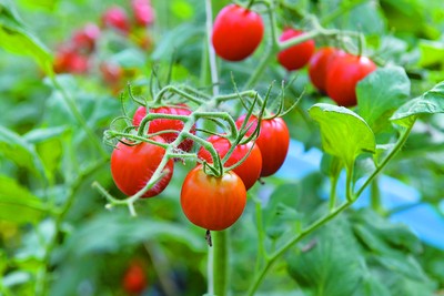 トマトのリコピンパワーで免疫力up Base Mag