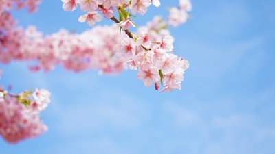 春分を迎え 桜の開花と共に季節を感じられる和菓子を楽しんでみてはいかがでしょう Base Mag