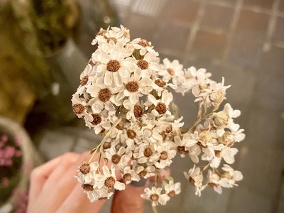 希望 の花言葉をもつお花 デイジーのドライフラワー Base Mag