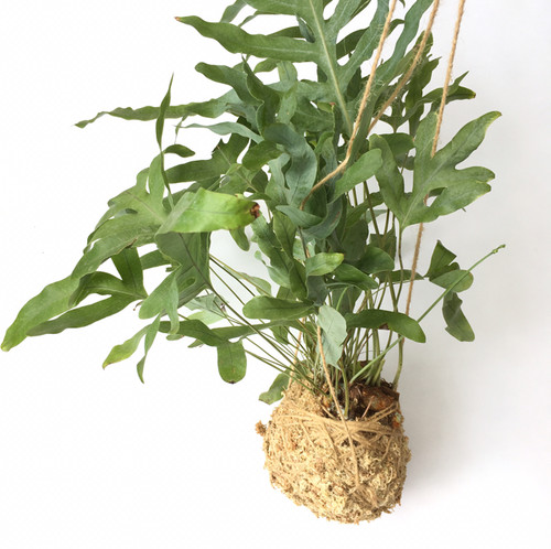 フレボディウム オーレムブルースター Greenshare