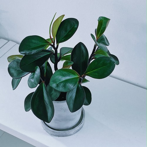 ペペロミア・オブツシフォリア(アオアカフチ)Peperomia obtusifolia ペペロミア・オブツシフォリア(アオアカフチ)Peperomia obtusifolia