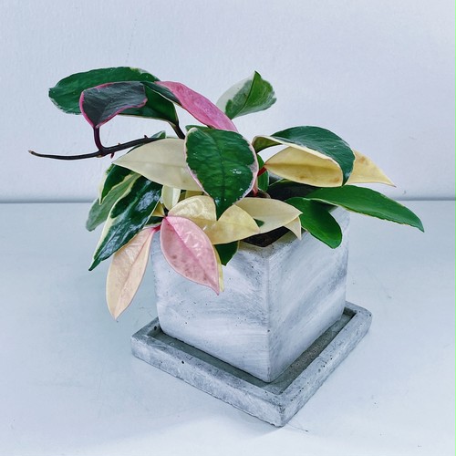 ホヤ・カルノーサ・リップカラー Hoya carnosa ripcolor ホヤ・カルノーサ・リップカラー Hoya carnosa ripcolor