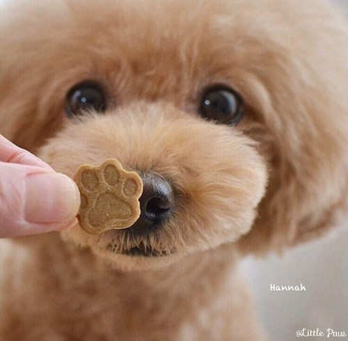 ぽぅクッキー Little Paw 111