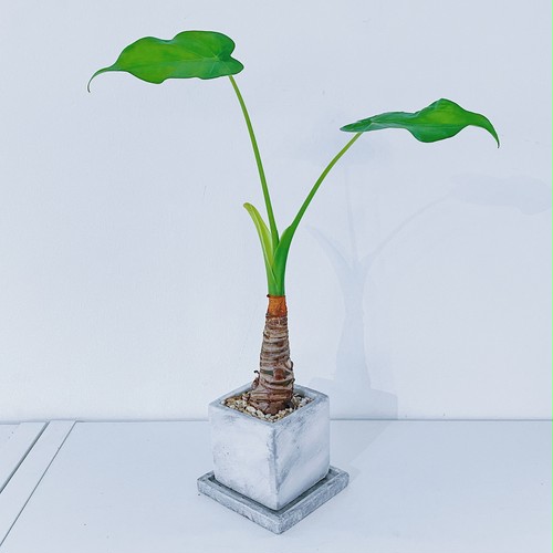 シマクワズイモ Alocasia cucullata シマクワズイモ Alocasia cucullata