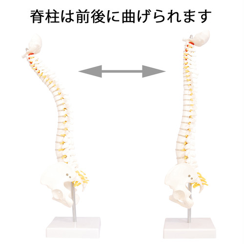 背骨 脊柱 骨格標本 模型 骨盤 大腿骨 整体 医療 X117の+mec