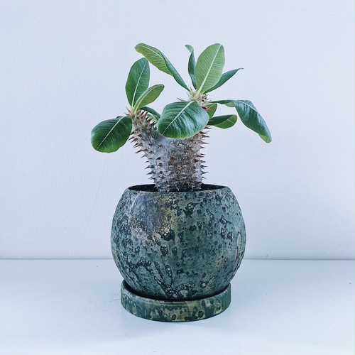 パキポディウム・ホロンベンセ Pachypodium horombense パキポディウム・ホロンベンセ Pachypodium horombense