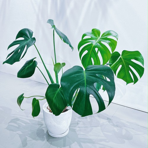 モンステラ・デリシオーサ Monstera deliciosa モンステラ・デリシオーサ Monstera deliciosa