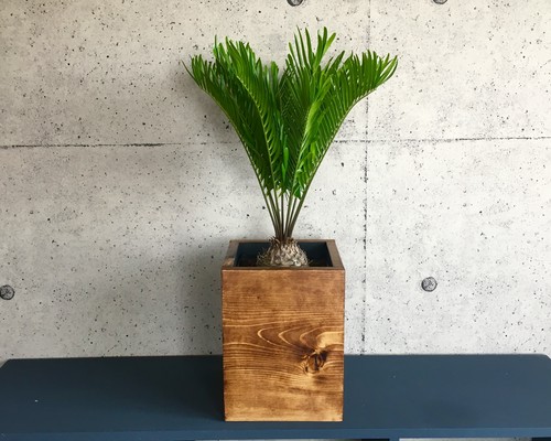 希少種 ザミア フロリダーナ A 鉢カバー付き Planet Plants プラネットプランツ