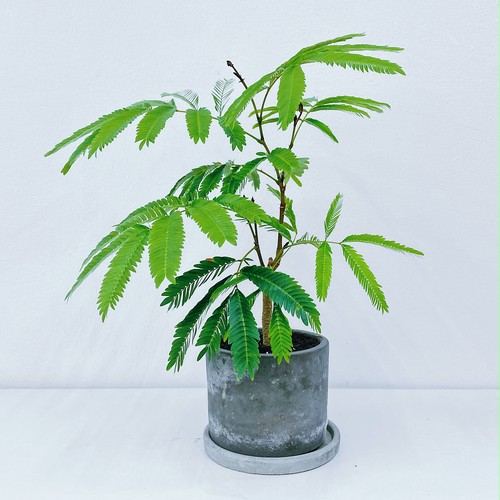 エバーフレッシュ Cojoba arborea var. angustifolia エバーフレッシュ Cojoba arborea var. angustifolia