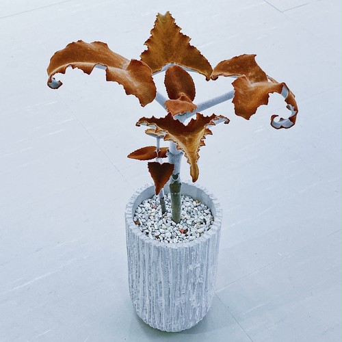 カランコエ・ベハレンシス Kalanchoe behalensis カランコエ・ベハレンシス Kalanchoe behalensis
