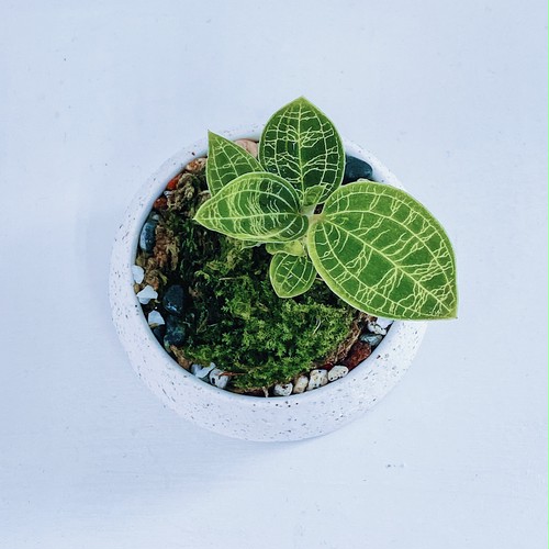 ジュエルオーキッド ・マコデスペトラ Jewel orchid Macodes petola ① 10/10 ジュエルオーキッド ・マコデスペトラ Jewel orchid Macodes petola ① 10/10