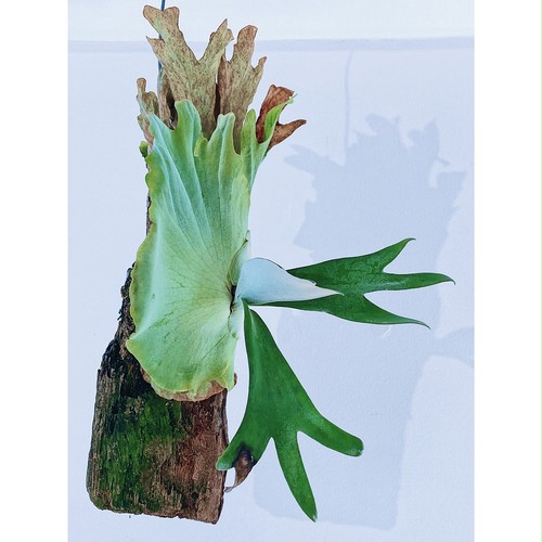 ビカクシダ ウィリンキー 流木着生 P. willinckii Bogor + wood made by Nukul ② 9/24 ビカクシダ ウィリンキー 流木着生 P. willinckii Bogor + wood made by Nukul ② 9/24