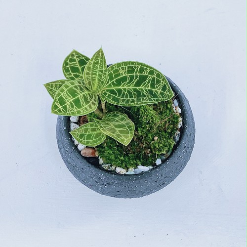 ジュエルオーキッド ・マコデスペトラ Jewel orchid Macodes petola ② 10/10 ジュエルオーキッド ・マコデスペトラ Jewel orchid Macodes petola ② 10/10