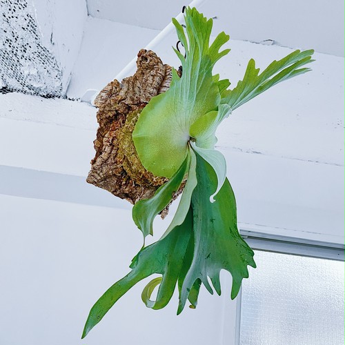ビカクシダ・ウィリンキー P. willinckii ’Bogor ‘(Stope) ビカクシダ・ウィリンキー P. willinckii ’Bogor ‘(Stope)