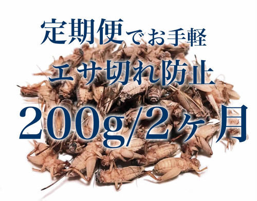 定期便2ヶ月ごと 冷凍コオロギ餌用 国産イエコ Lサイズ0ｇ 約480匹相当 Amazon販売 No 1獲得 国産 完全自社養殖 新鮮栄養満点の冷凍コオロギならネイトファーム