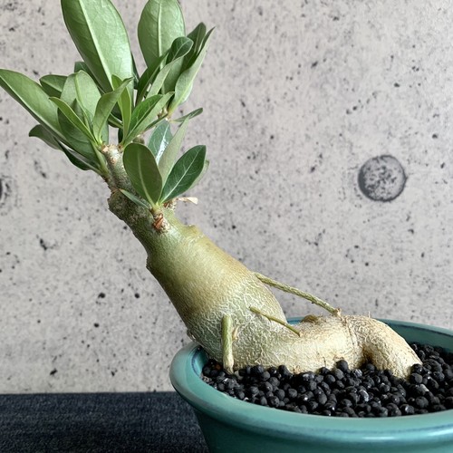 アデニウム ターコイズブルー陶器鉢 Planet Plants プラネットプランツ