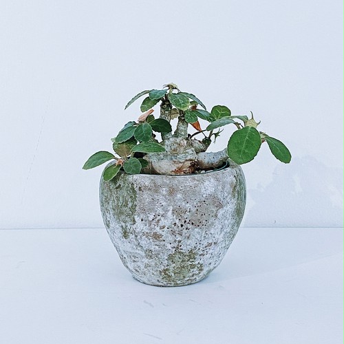 ドルステニア・フォエチダ(ファットマン) Dorstenia foetida ‘fatman’ 10/5 ドルステニア・フォエチダ(ファットマン) Dorstenia foetida ‘fatman’ 10/5