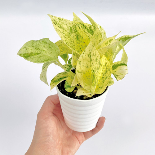 ３０ ポトスマーブルクイーン Ina工藝 Inakougei 観葉植物 多肉 園芸雑貨