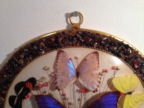 モルフォ蝶の素敵な標本の壁掛け | アンティーク雑貨 古道具 Shabbyfarm