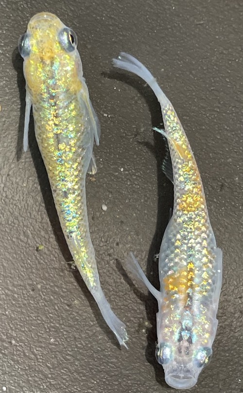 メダカ販売 卵 鉑めだか ハクメダカ